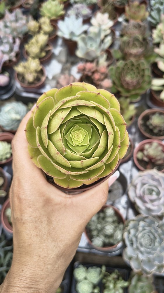 AEONUIM TSAVOLII POTE 9