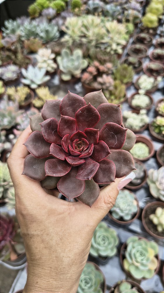 E. MINA RUBRA POTE 9