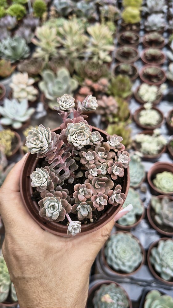 SEDUM SPATHUFOLIUM CAPE BLANCO POTE 9