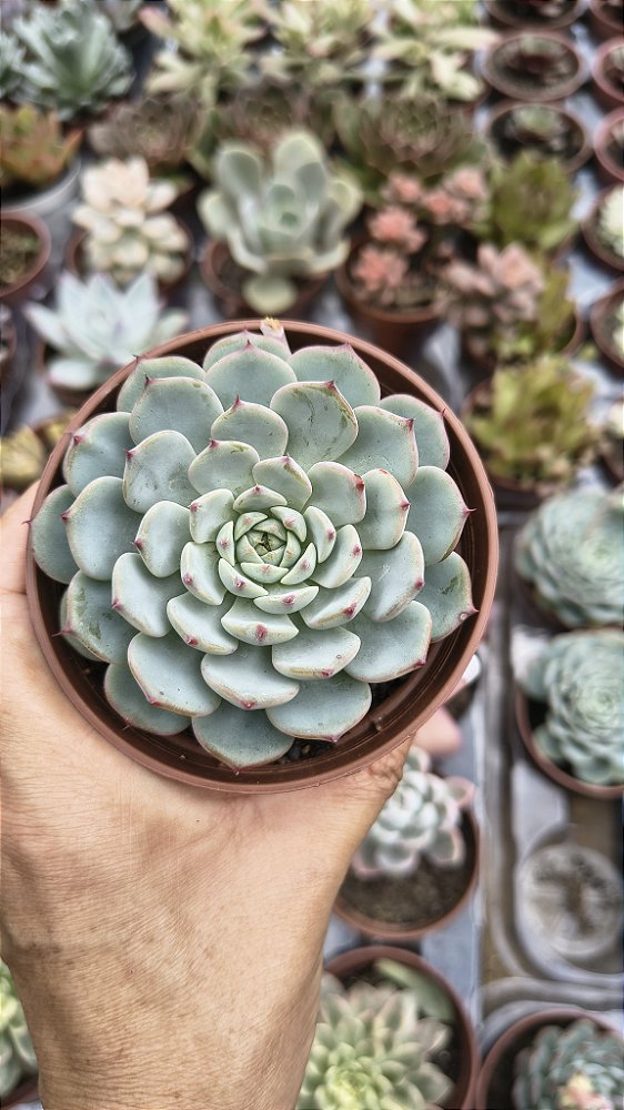 E. MINIMA WHITE POTE 9