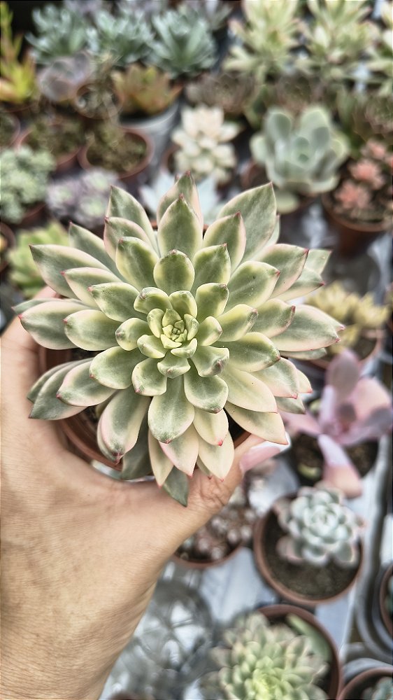 E. SMERALD GREEN VARIEGATA POTE 9