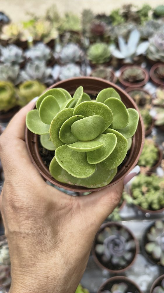 PORTULACA MOLOKINENSES POTE 9