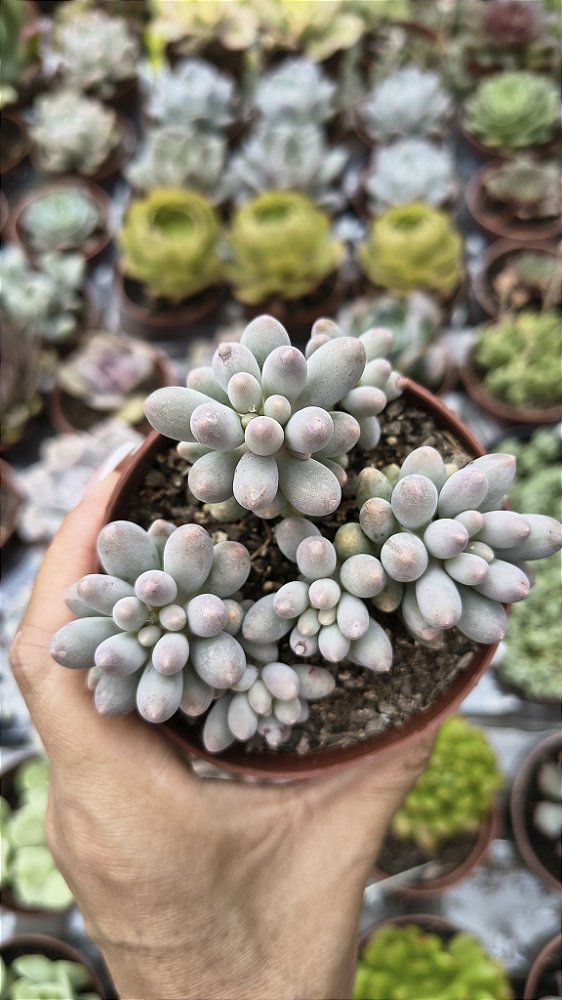 P. BABY FINGER POTE 9