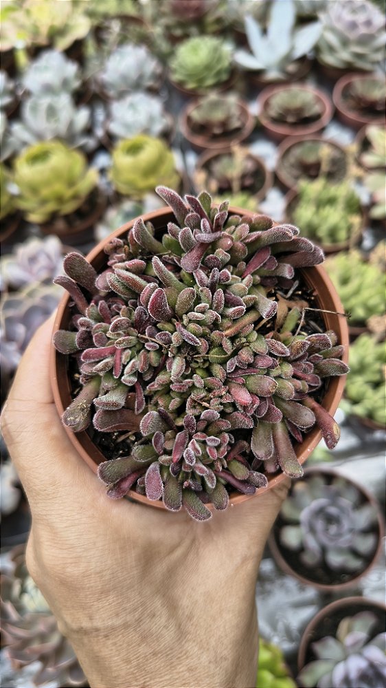 CRASSULA PUBENSCES POTE 9