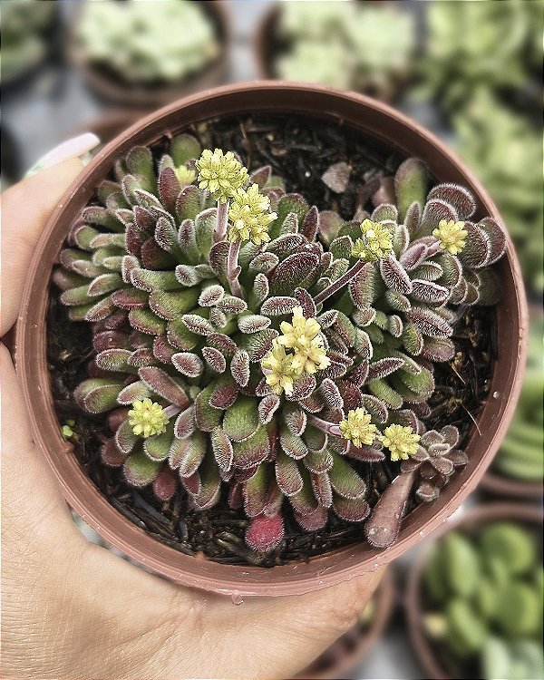 CRASSULA PUBENSCES POTE 9