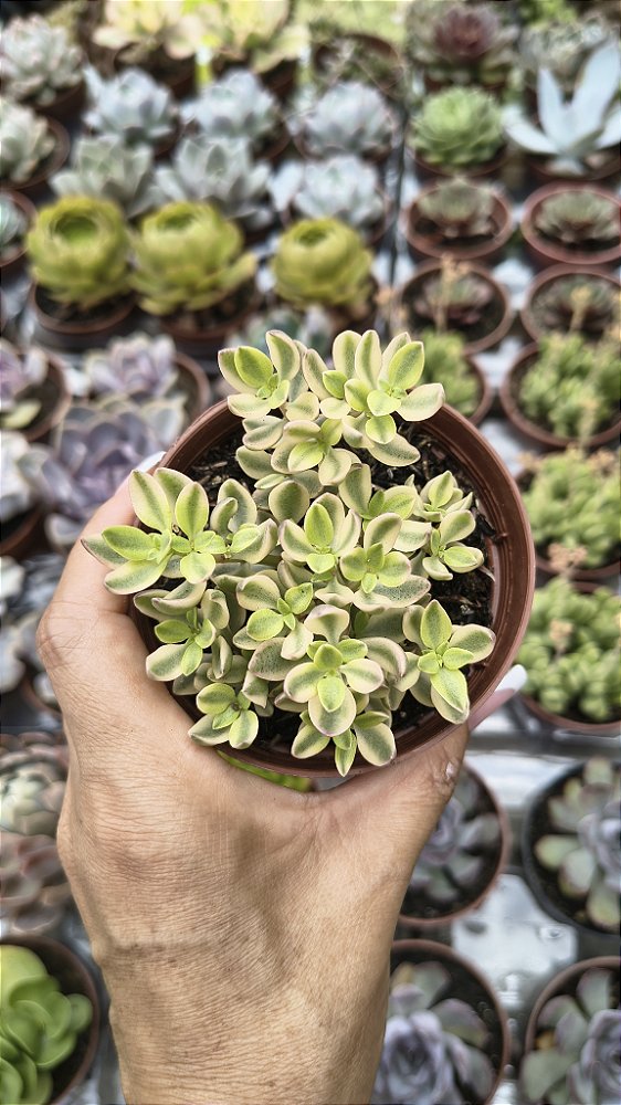 CRASSULA VOLICENSIS VARIEGATA POTE 9