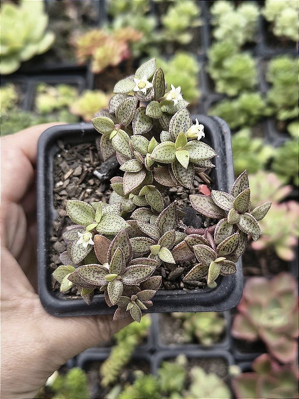 CRASSULA VOLKENSI POTE 7