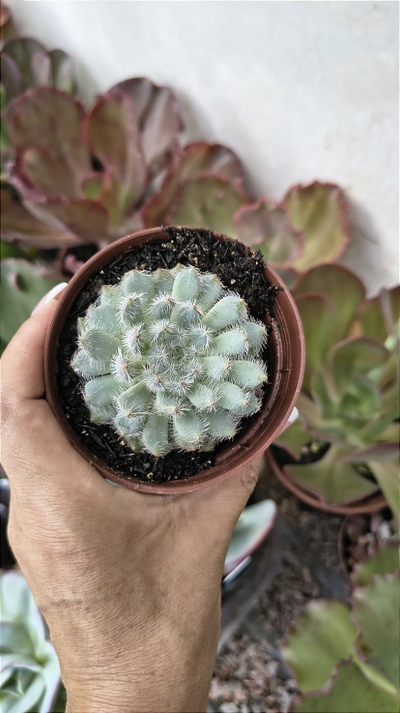 SETOSA DIMINUTA POTE 9