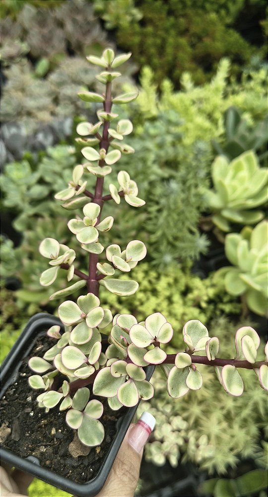 PORTULACARIA AFRA VARIEGATA POTE 7