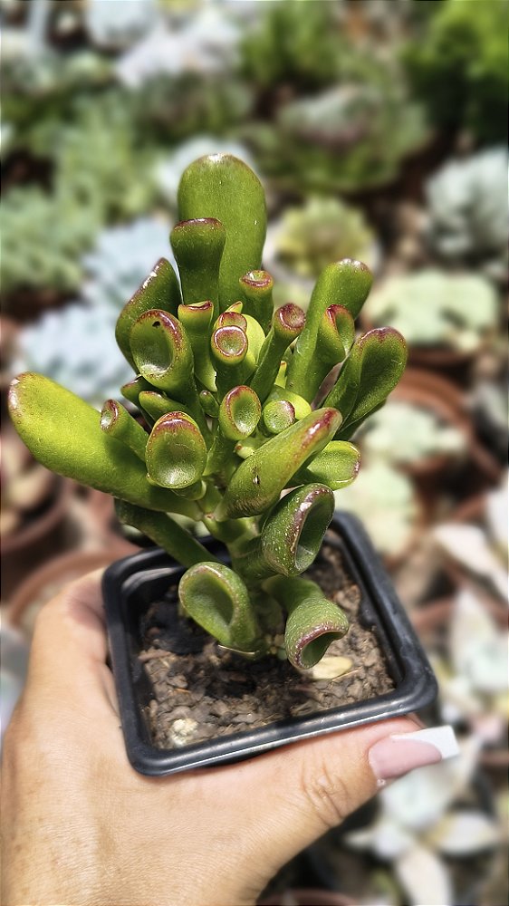 CRASSULA OVATA GOLLUM ( ORELHA DE SHEREK)
