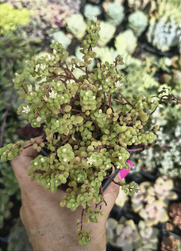 CRASSULA EXPANSA FRAGILIS POTE 7