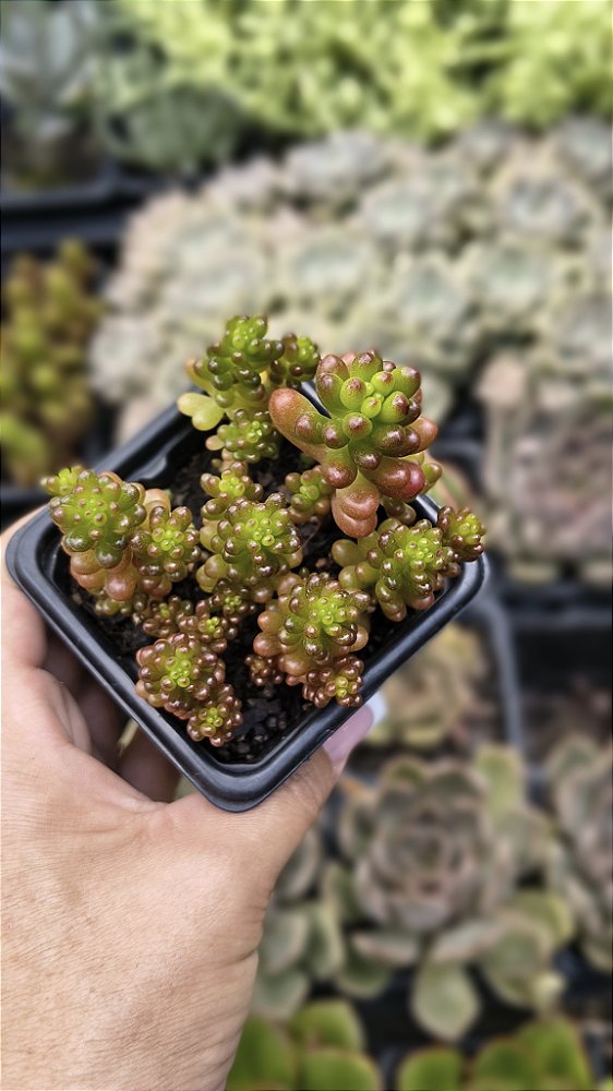SEDUM BLUE BERRY POTE 7