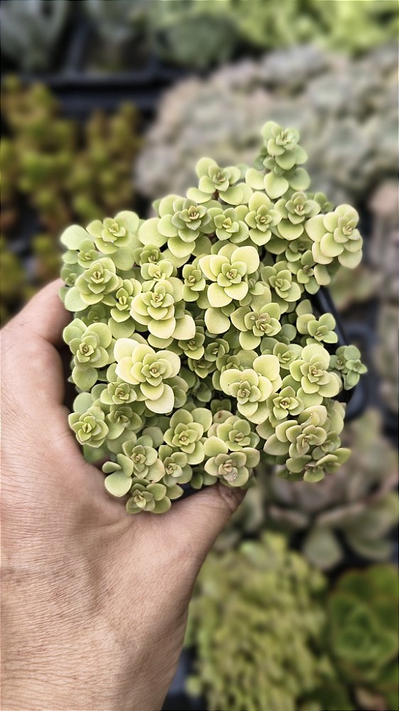 SEDUM MAKINOI OGON POTE 7