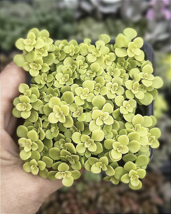 SEDUM MAKINOI OGON POTE 7