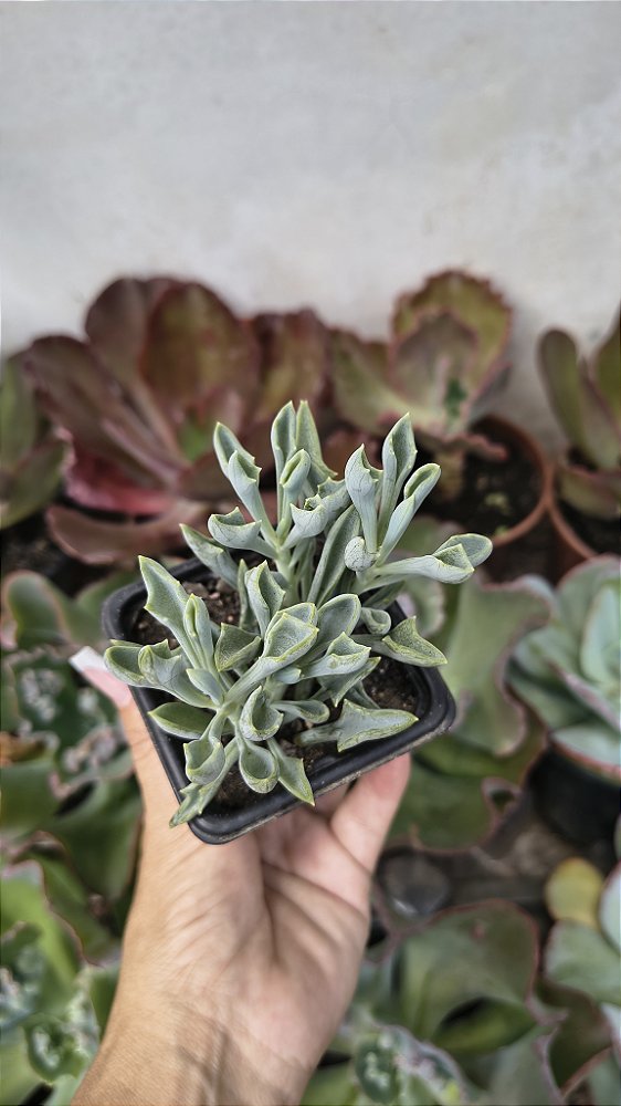 SENECIO KLEINIIFORMIS POTE 7