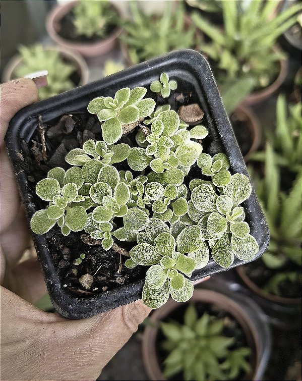 SEDUM MAKINOI VARIEGATA POTE 7