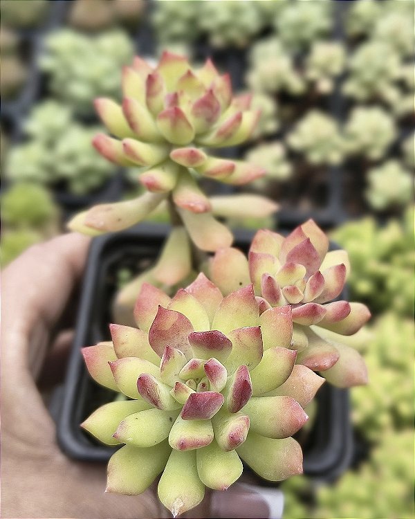 SEDUM CUSPIDATUM POTE 7