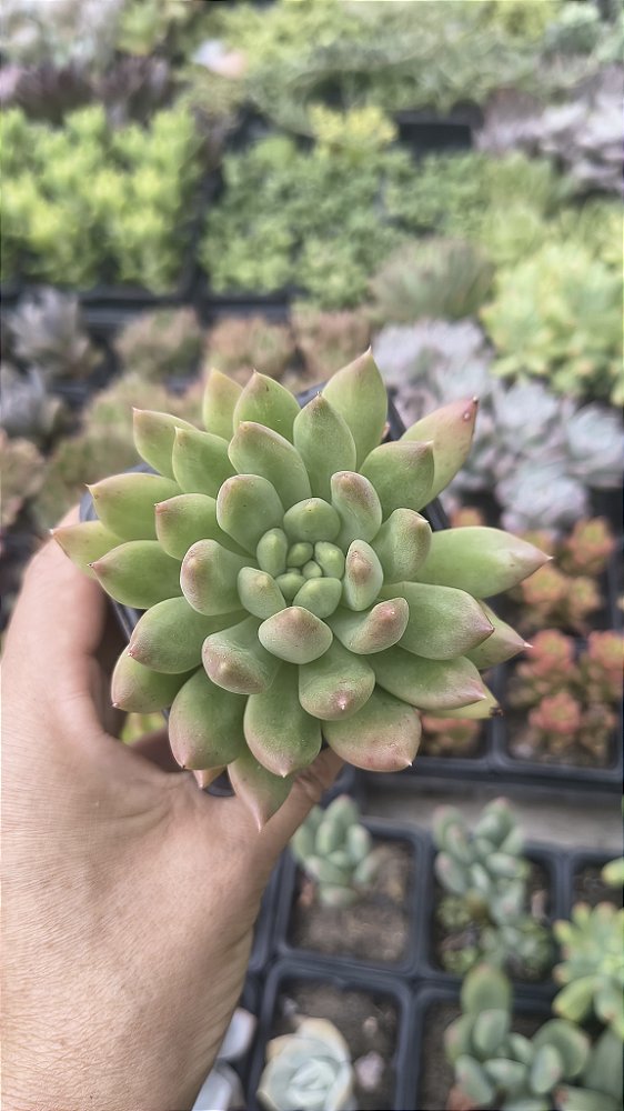 E. ALBA ALOHA POTE 7