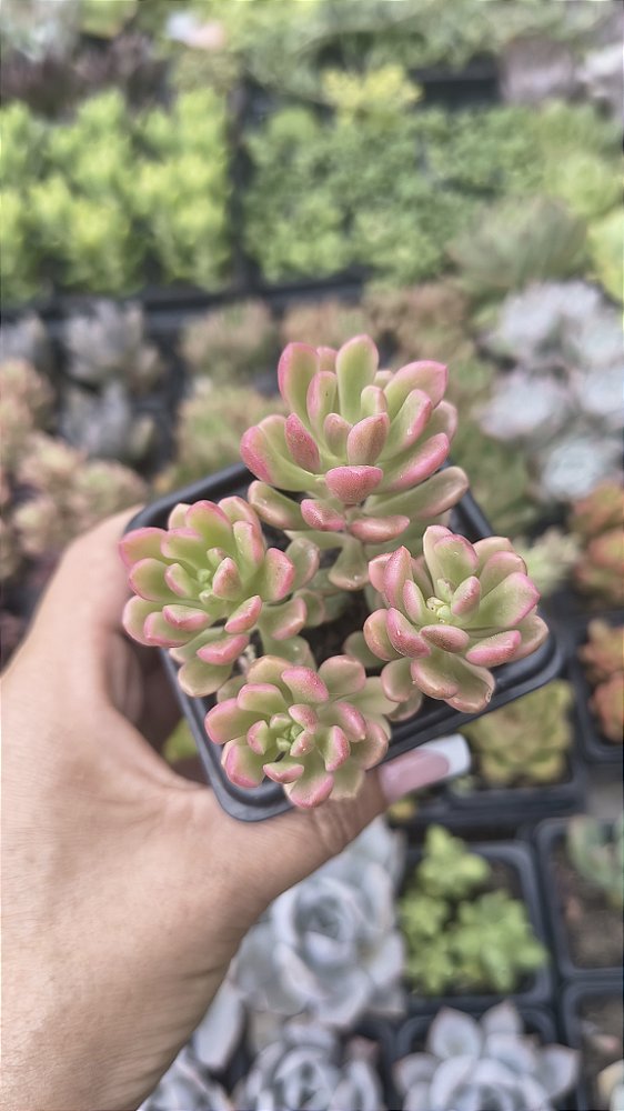 E. JOICE TULLOCH VARIEGATA POTE 7