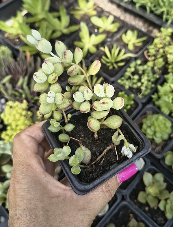 COTYLEDON PENDENS POTE 7