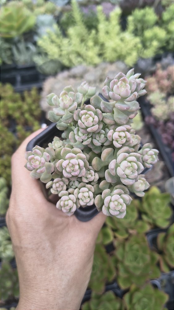 E. QUERÊNCIA POTE 7