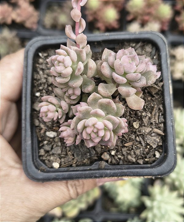 E. QUERÊNCIA POTE 7