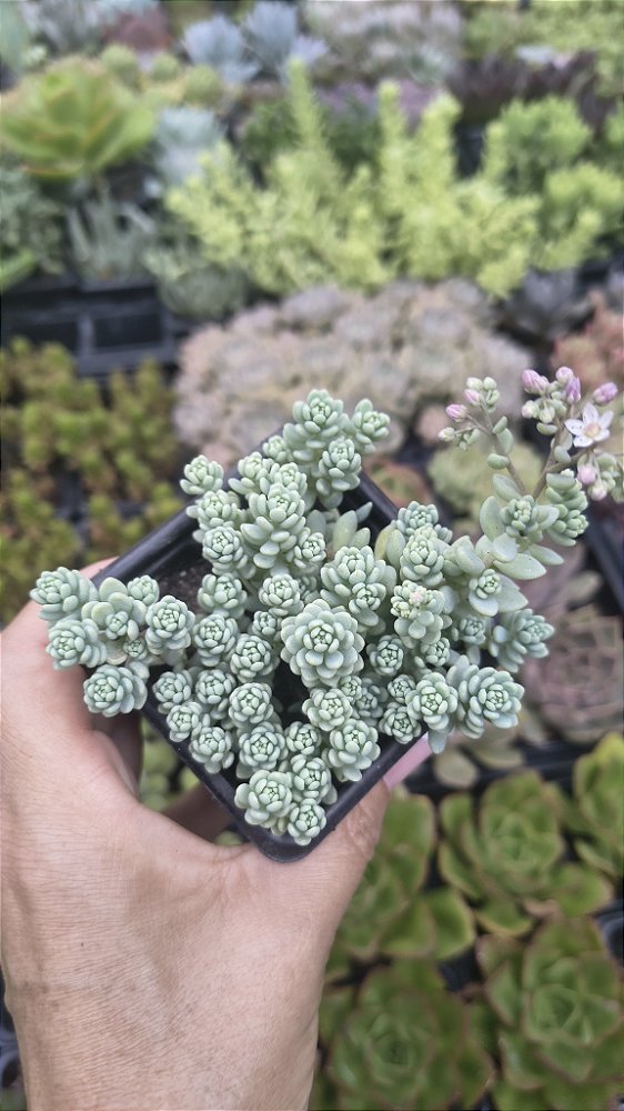 DASYPHYLLUM MAJOR POTE 7