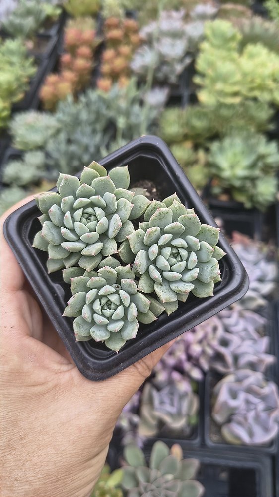 E. CRISSIS IN RYAN POTE 7