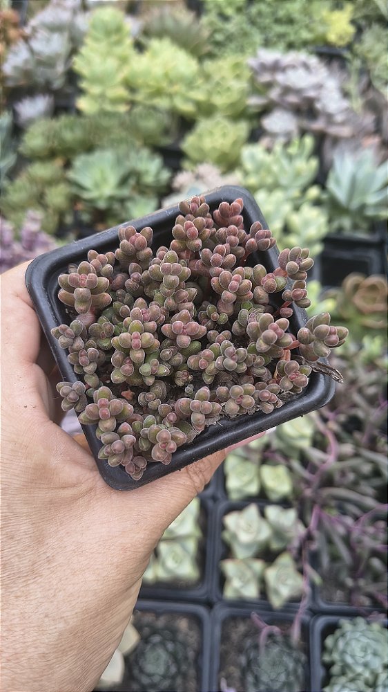 SEDUM STHALII POTE 7
