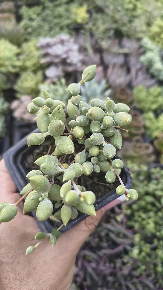 COLAR DE AZEITONA POTE 7