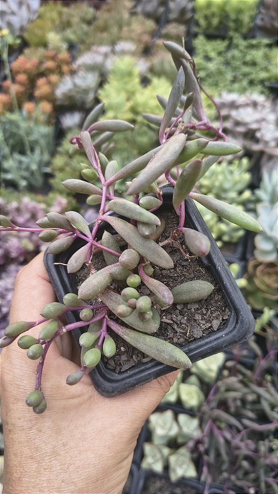 COLAR DE RUBI POTE 7