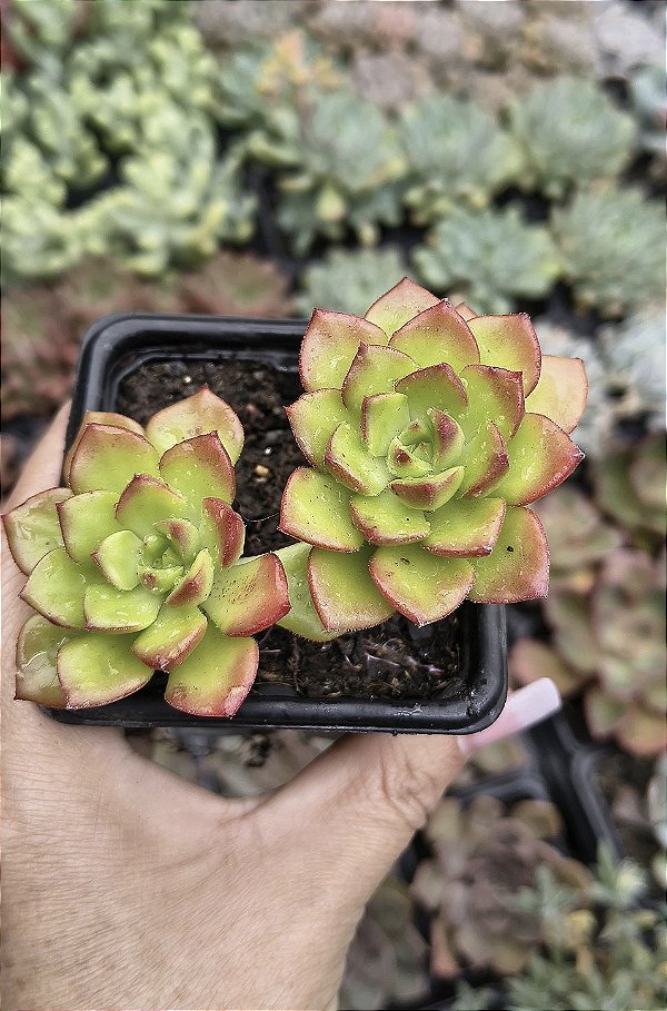 S. LETIZIA POTE 7