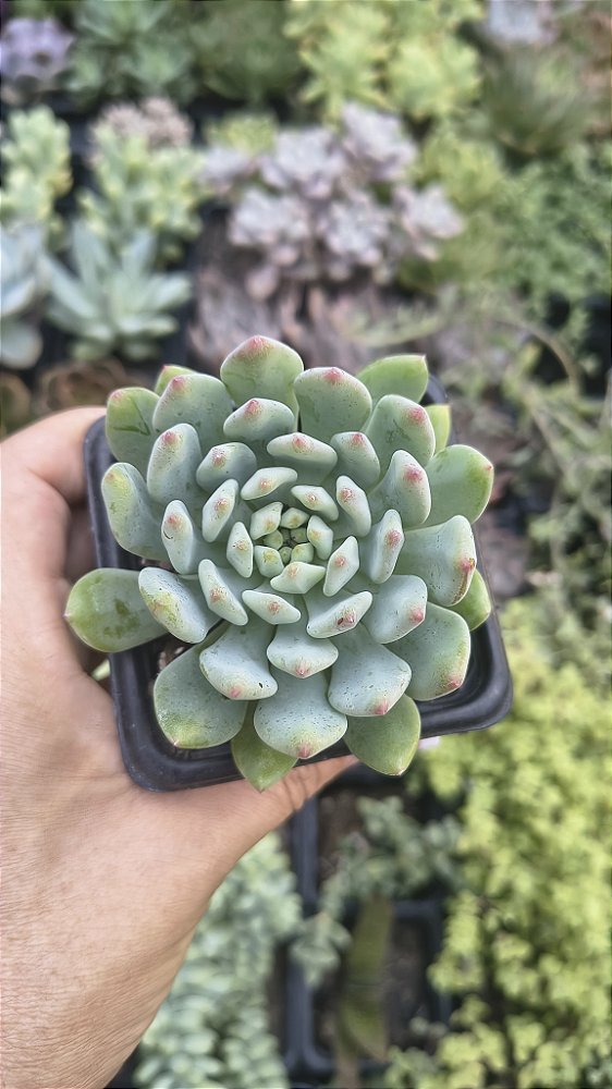 E. BLUE APPLE POTE 7