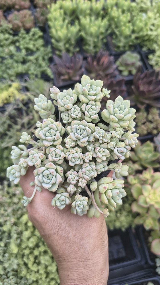 SEDUM PEREZDELAROSAE POTE 7