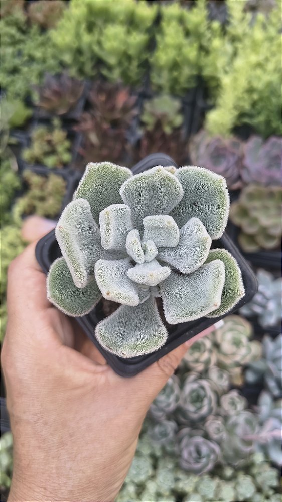 E. PULVINATA FROST POTE 7