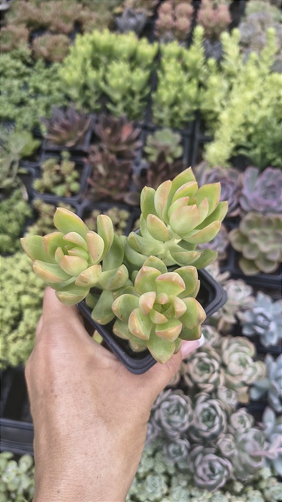 SEDUM ADOLPHII POTE 7