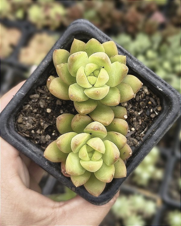 SEDUM ADOLPHII POTE 7