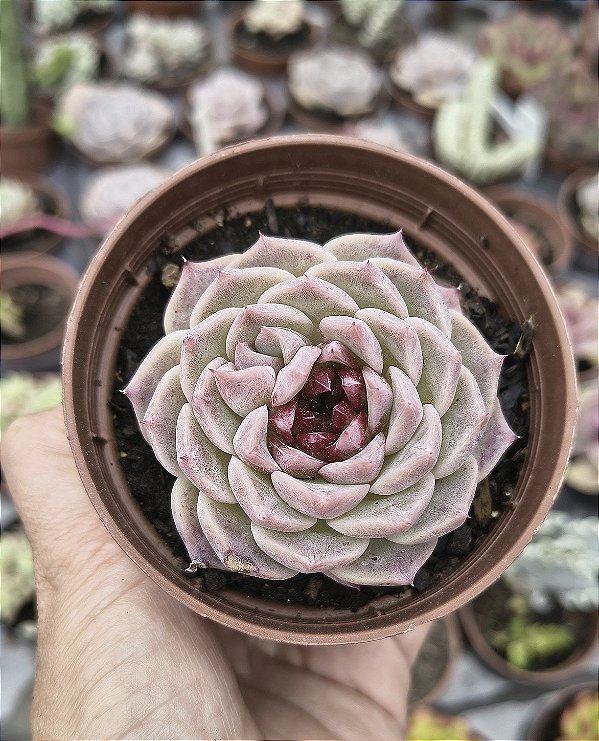 E.RED VELVET POTE 9