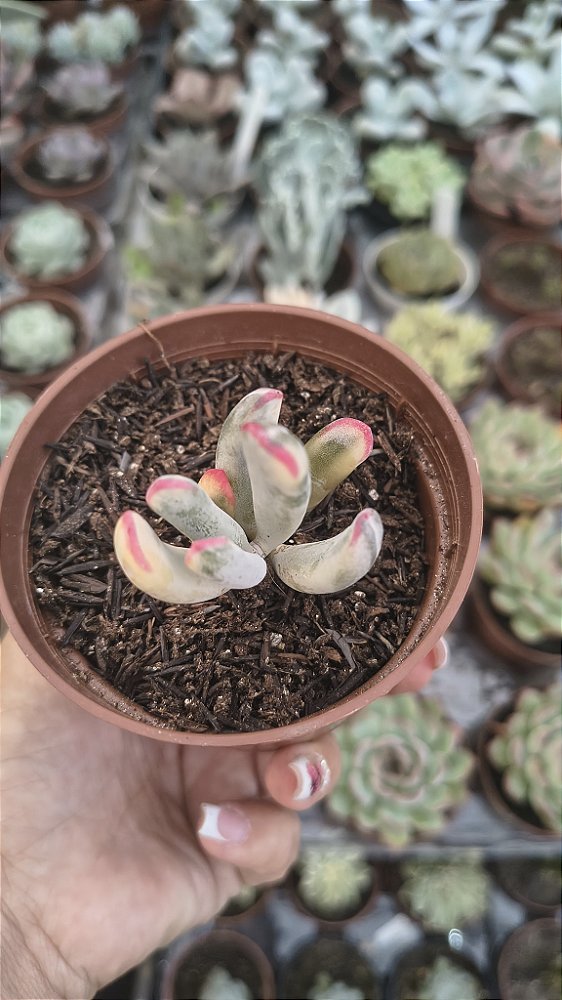 COTYLEDON ORBICULATA FRANAGANII POTE 9