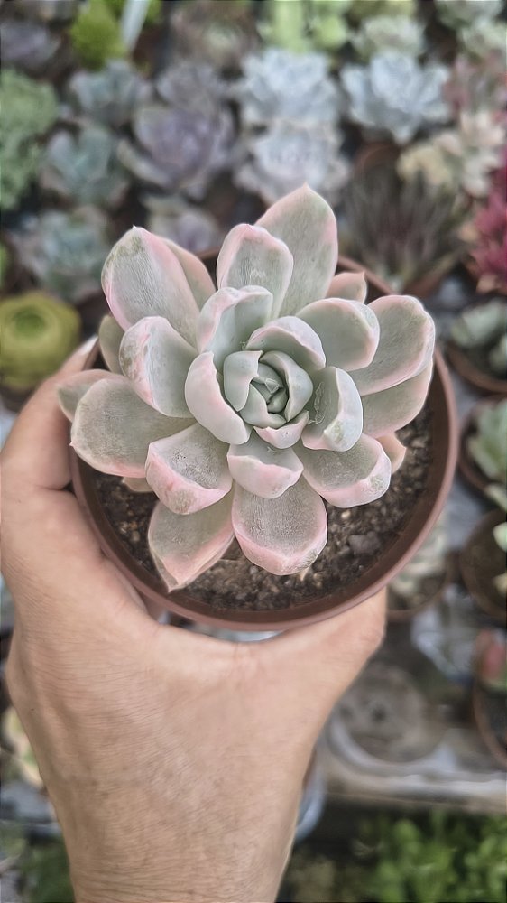 E. ALBICANS VARIEGATA POTE 9