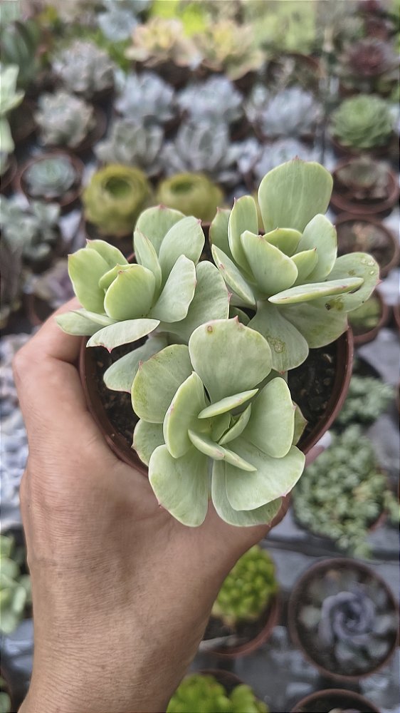 E. MOCHA VARIEGATA POTE 9