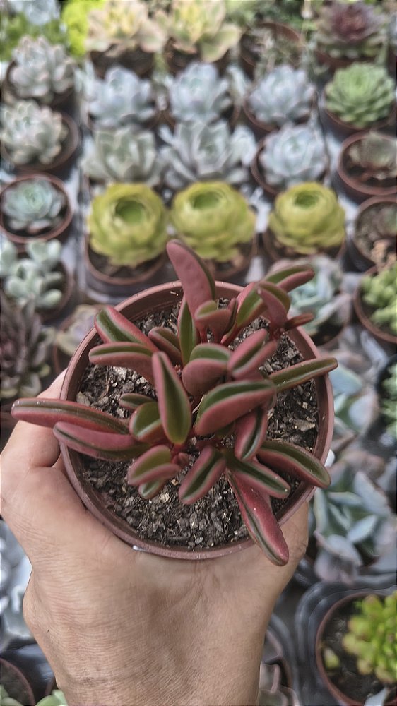 PEPEROMIA GRAVEOLENS POTE 9