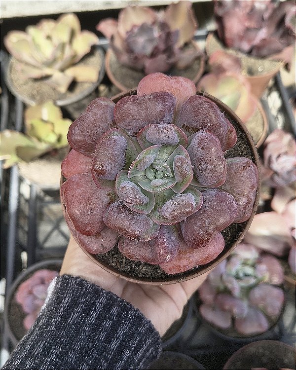 E. HEARTS DELIGHT POTE 11