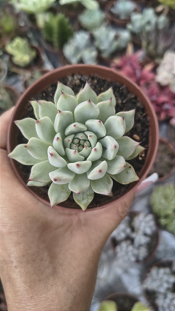 E. CUSPIDATA ZARAGOSA POTE 9