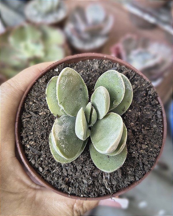 CRASSULA DUBIA POTE 9