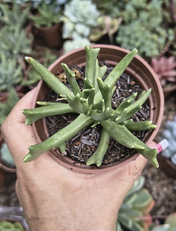 ROMBOPHYLLUM DOLABRIFORMES POTE 9