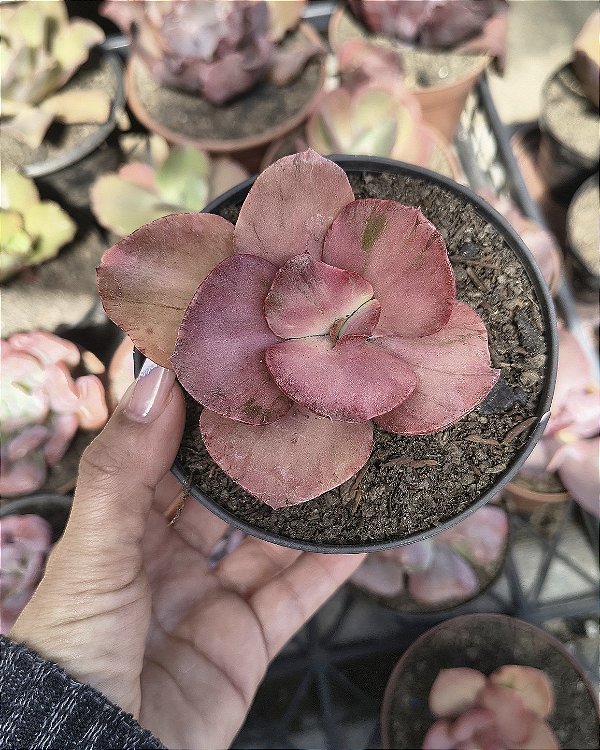 E. ONLY ON VARIEGATA POTE 11