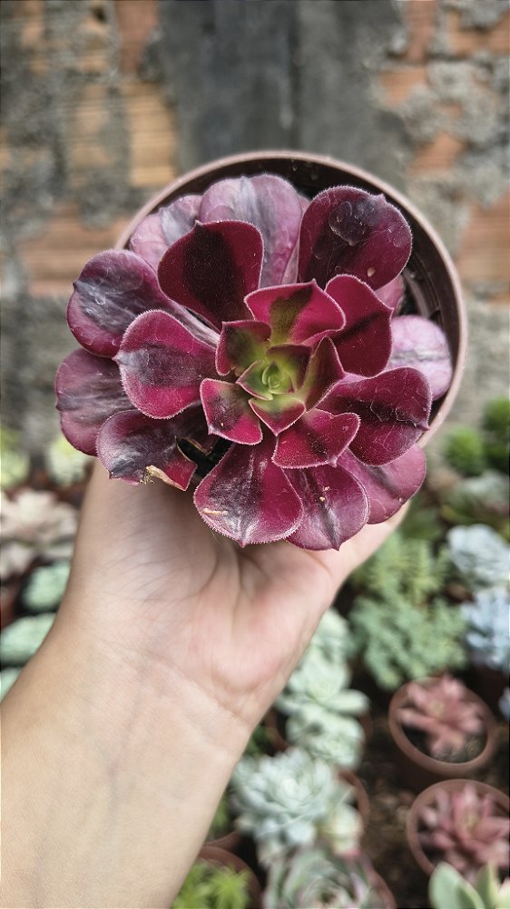 AEONUIM MEDUSA POTE 9