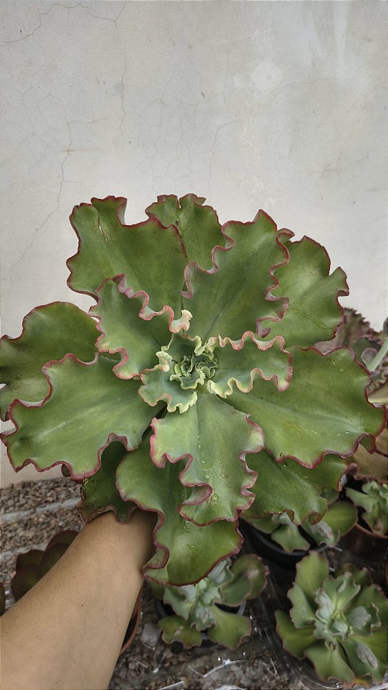 E. AQUARIUS RED CUIA 25