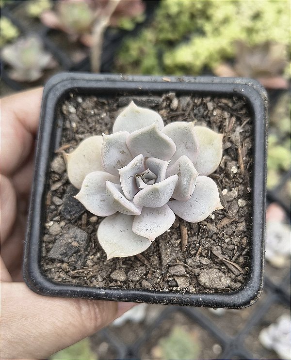 E. LILACINA POTE 7
